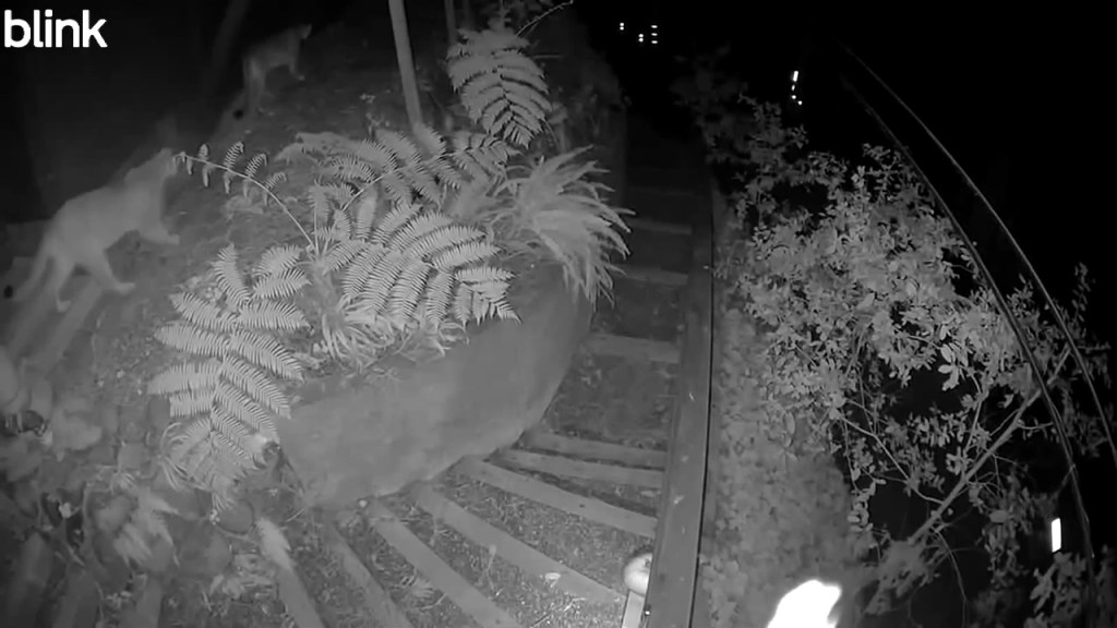 Video de pumas deambulando por barrio del condado de Sonoma genera asombro y preocupación