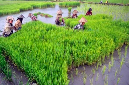 Hingga Agustus 2026, Kementan Terbitkan 889 Sertifikat Hak PVT untuk Benih Unggul