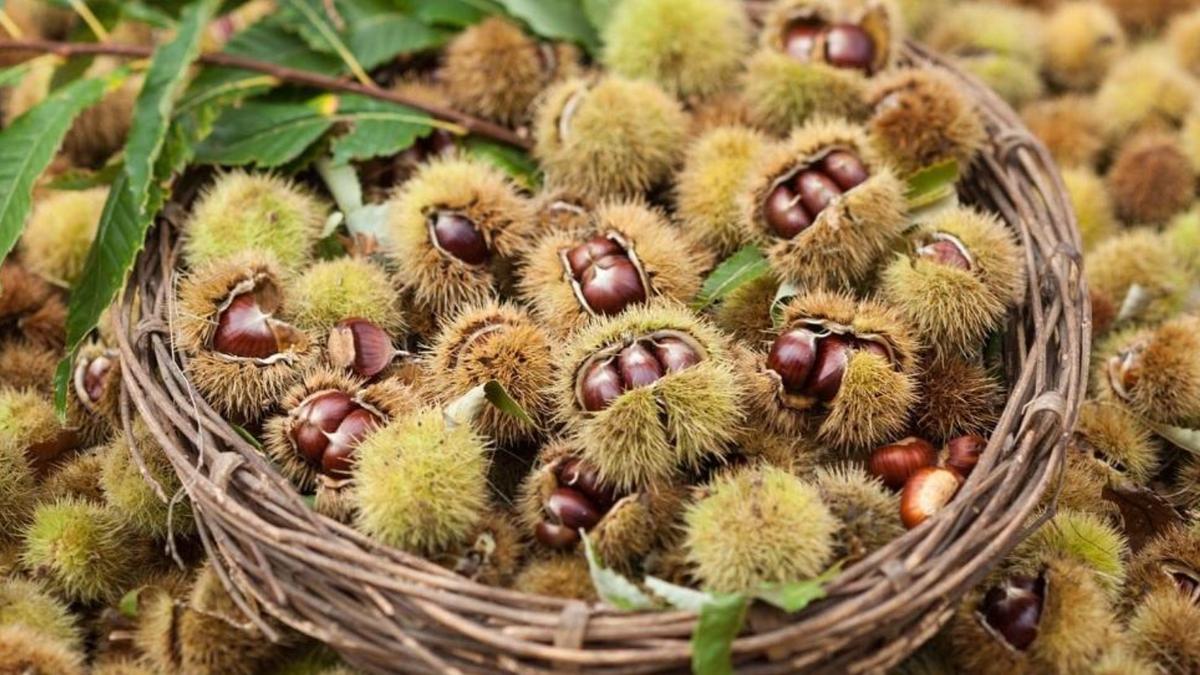 Dieci sagre e feste da non perdere in Toscana: ecco tutto il meglio del weekend