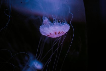 Áreas do oceano podem escurecer por semanas: fenômeno ameaça a vida marinha e acende alerta de cientistas