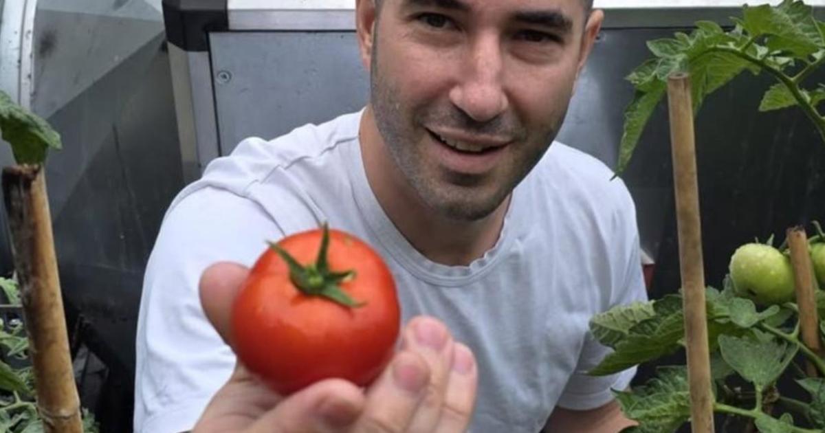 North London chef hails heatwave for bumper tomato crop in rooftop garden