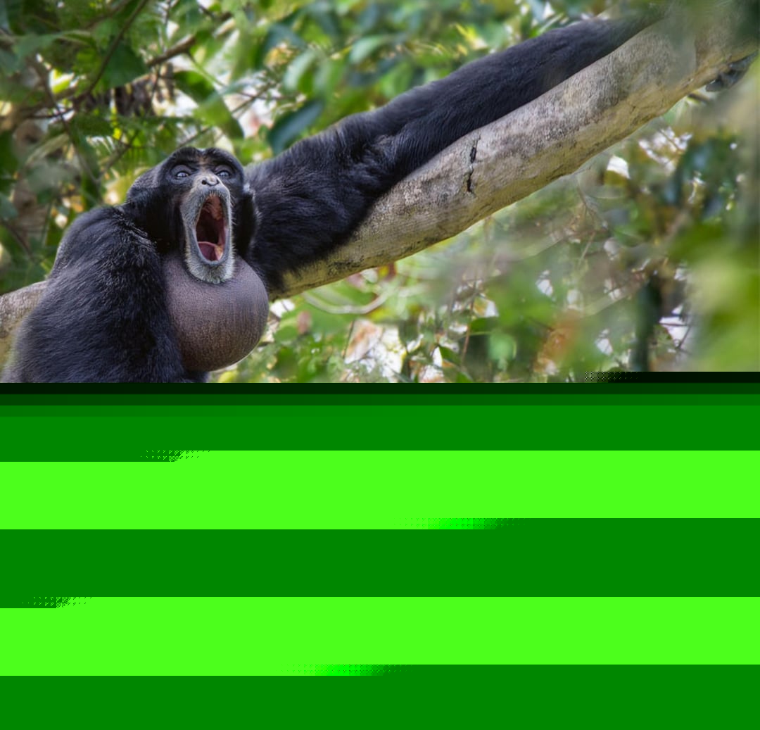 Animals - Siamang