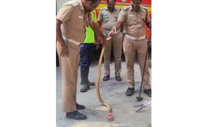 Snake’s Head Stuck in Cold Drink Can, Saved