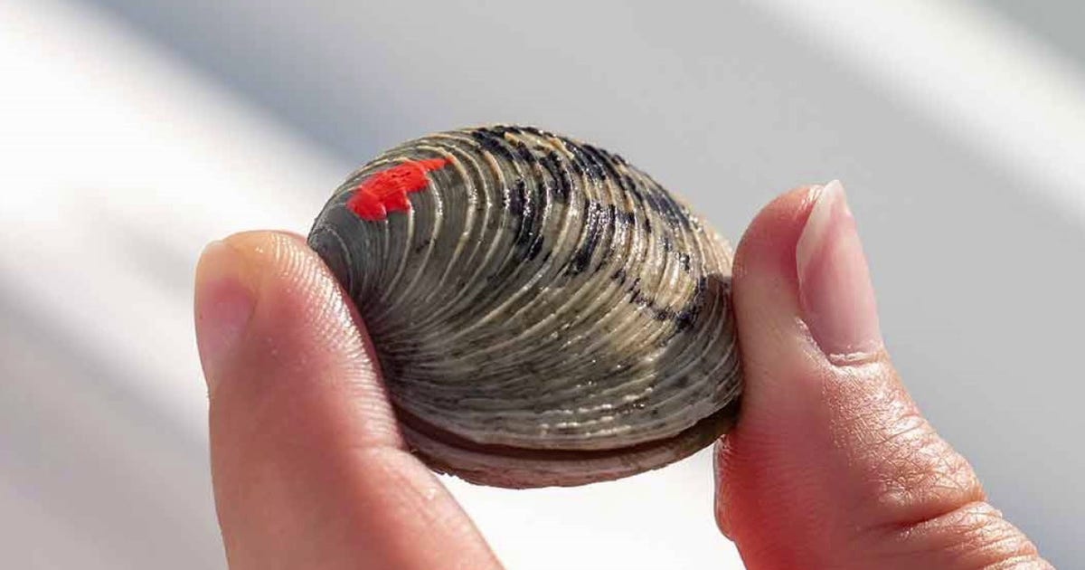 FGCU researchers using 1,500 clams and pink nail polish to help restore coastal ecosystems