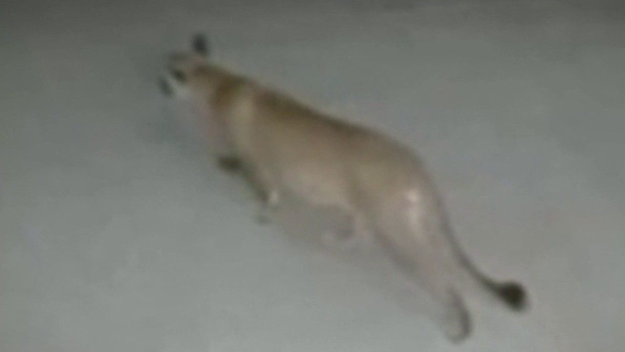 Mountain lion spotted outside Studio City home