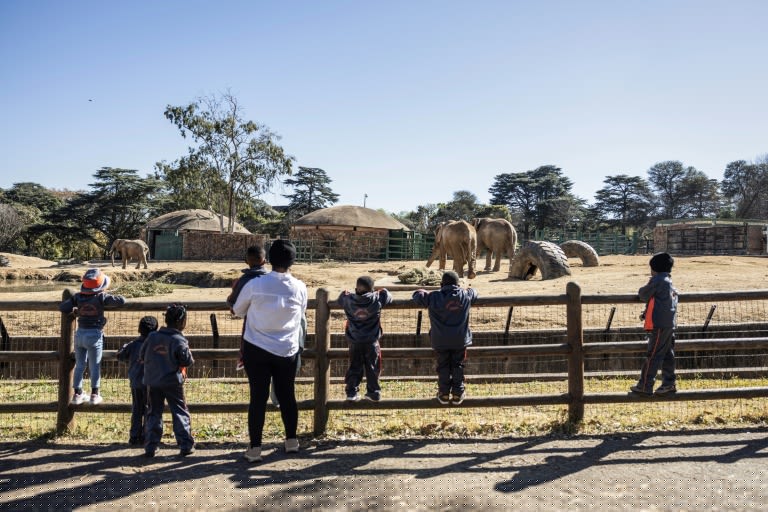 The last trio: S.Africa's zoo elephants await their fate