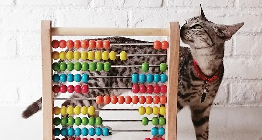 Comment on Animals give clues to the origins of human number crunching by Instructor Tom: Enjoying Math - Faberk