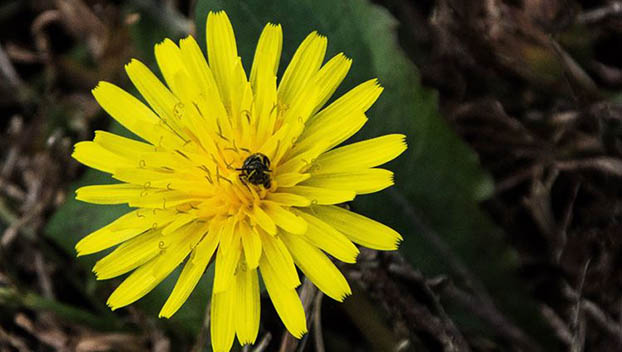Mothers Nature Garden: The dandelion is proven to be versatile