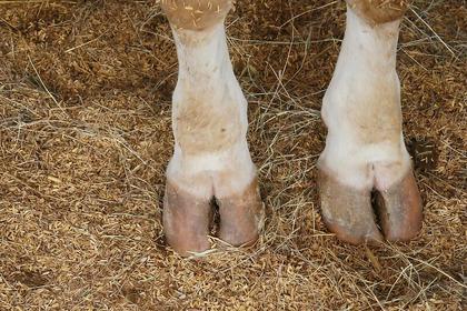 Hungary confirms FMD outbreak on fifth cattle farm