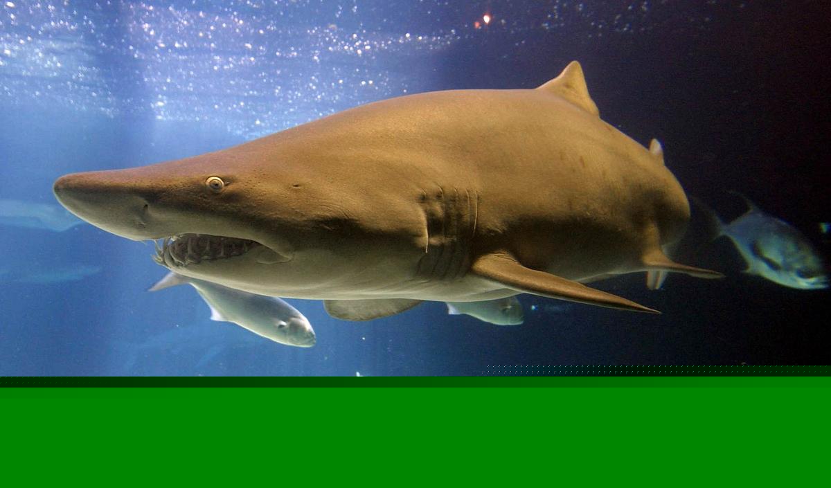 Connecticut Family Vacation Ends With Rare Shark Attack and Amazing Homecoming