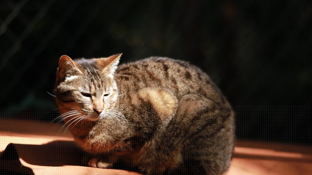 "C'est irréel" : elle retrouve son chat disparu depuis 17 ans, sauvé par des bénévoles après les incendies en Gironde