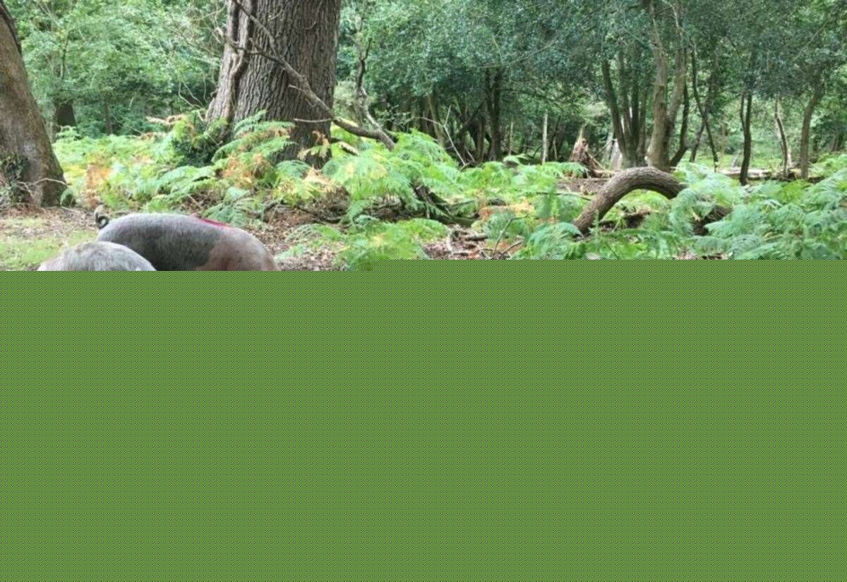 Forest pannage dates revealed