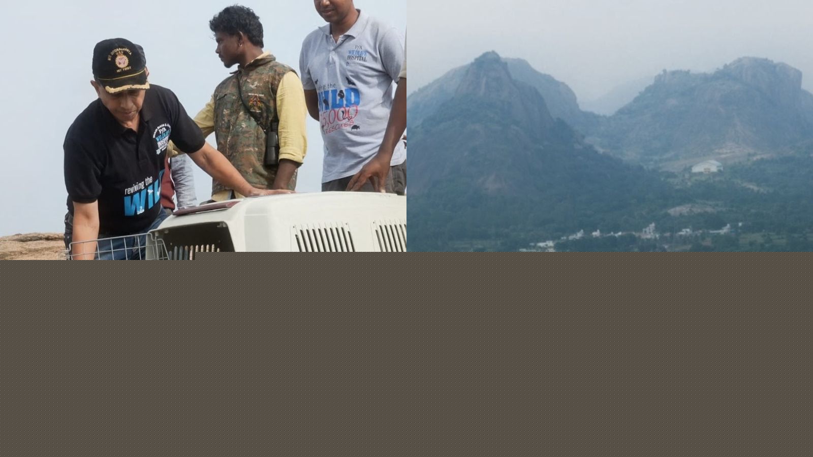 Endangered vulture flies free at Karnataka sanctuary following 24/7 rehab for fracture