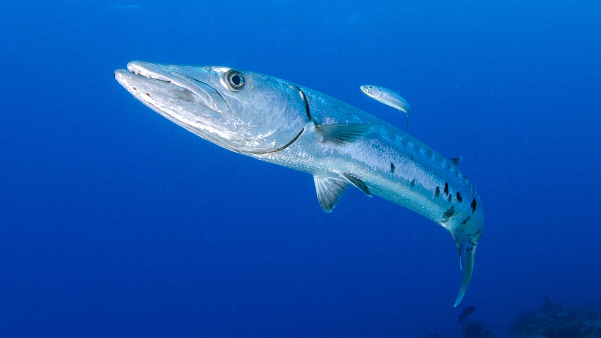 Morsa da un barracuda in vacanza, operata per cinque ore. La madre: “È uscita dall’acqua urlando, c’era sangue ovunque. Ma non ha perso l’amore per il mare”