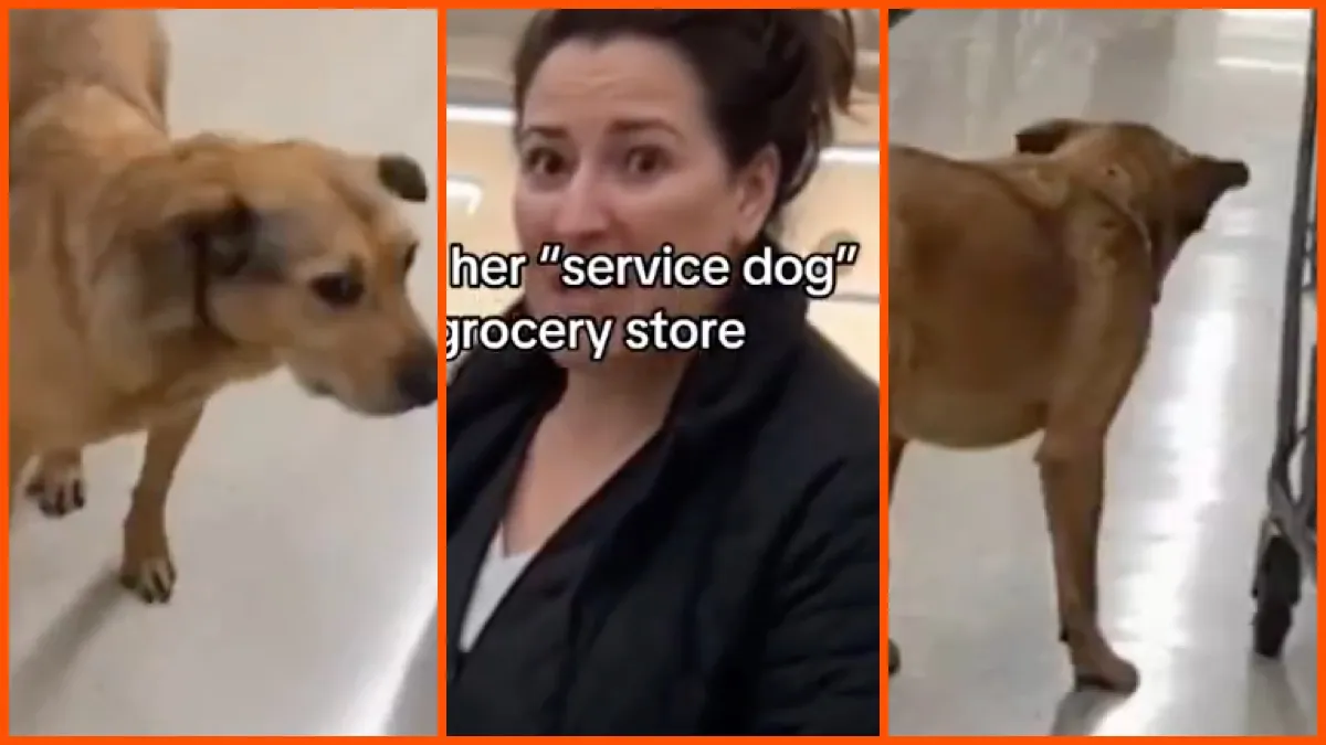 Woman confronted after dog defecates on a grocery store floor. Then she claims it’s a service animal and says, ‘Every one of you does it, too’