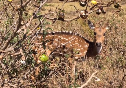 Private landowners in Maui Nui sought to assist with axis deer control