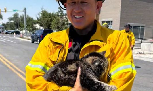 Cat Survives Utah Apartment Fire By Sheltering In Closet For Days