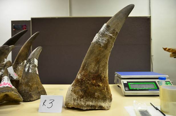 Comment on Chinese national jailed 18 years for illegal rhino horn and ivory dealings by Zimasaaffaralian