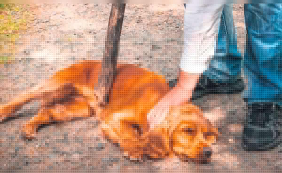 Maltrato animal: ¿qué municipios impusieron multas por violencia contra mascotas en 2023?