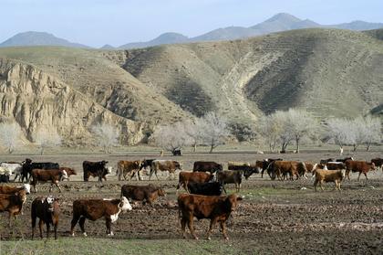 US cattle herd hits record low at 94.2 million head