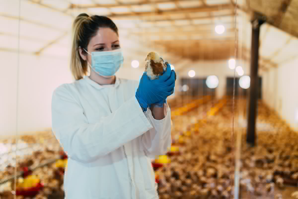 What’s next for broiler, turkey health management?