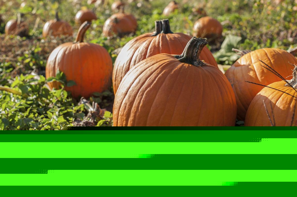 Old Farmer’s Almanac Drops Its First Fall Outlook For Wisconsin