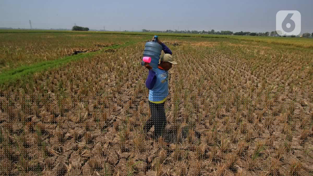 Delapan Daerah di Sulut Kena Imbas El Nino
