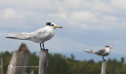 DENR XI completes 2026 Asian Waterbird census, lists 20K birds, 52 species