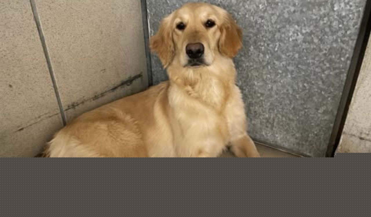 Ahmedabad registers nearly 20,000 pet dogs; Labradors remain the city’s most popular breed