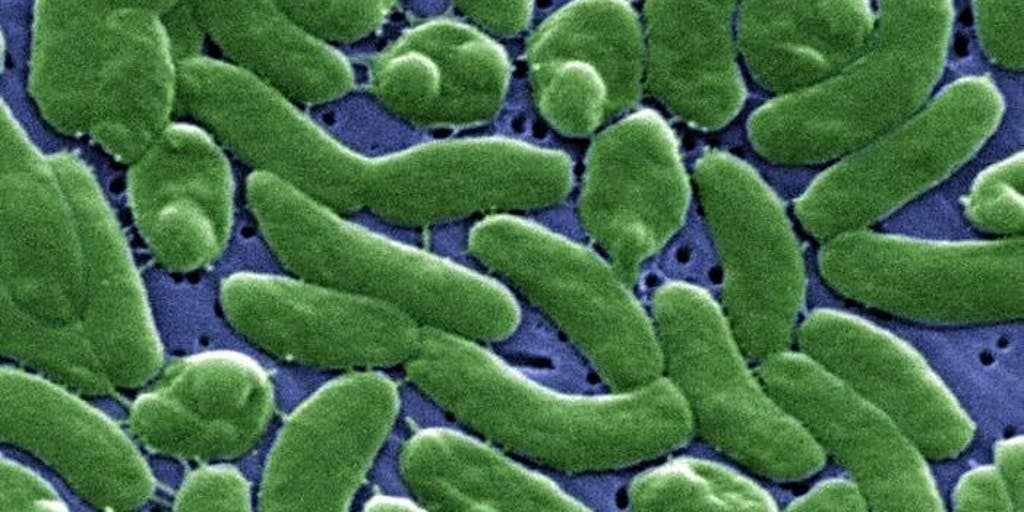 Louisiana officials urge caution after 5 confirmed deaths from flesh-eating bacteria