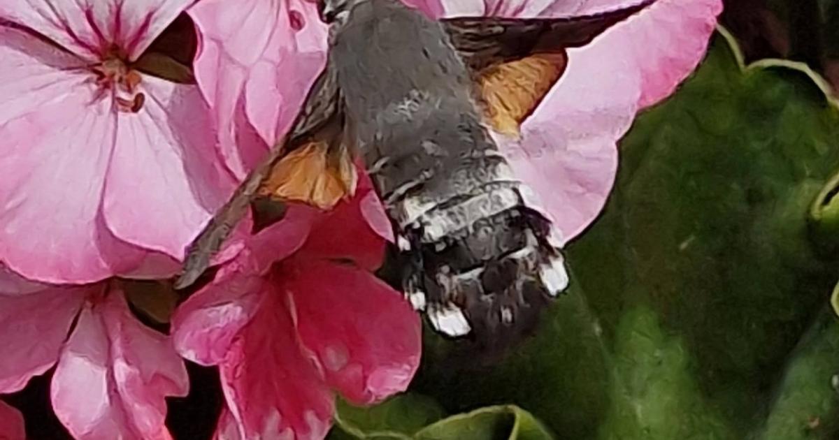 Free bat and moth event to take place in town