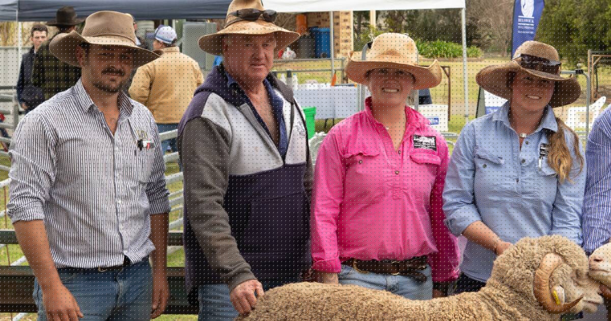 Major volume buyers chase conformation and crimp at Belswick Merino sale