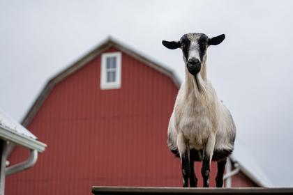 Empowering environmental stewardship: Barn sanctuary champions compassion and Conservation