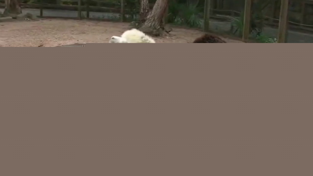 Celebrating National Zookeeper Week at Zoo Atlanta