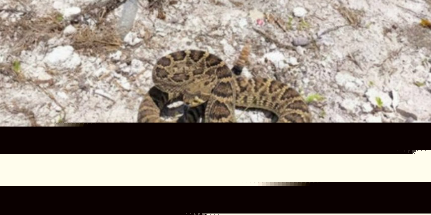 Comment on Investigation Into Reported Rattlesnake Ongoing by ella