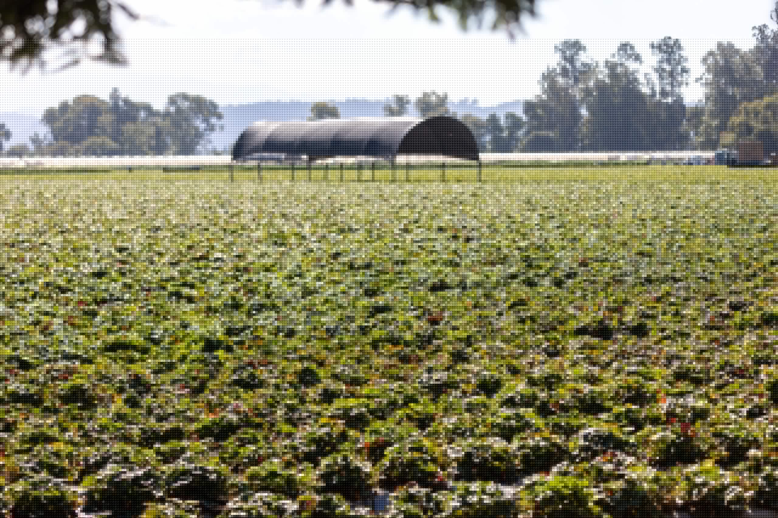 ¿Puede el vapor reemplazar a los fumigantes químicos? Los productores de berries de Watsonville lo pondrán a prueba