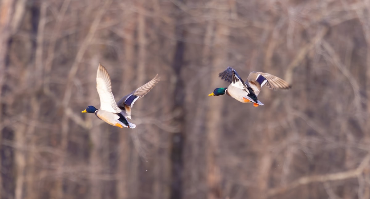 Score A Brand New 2026 Chevy Silverado In This Epic Louisiana Wildlife Raffle