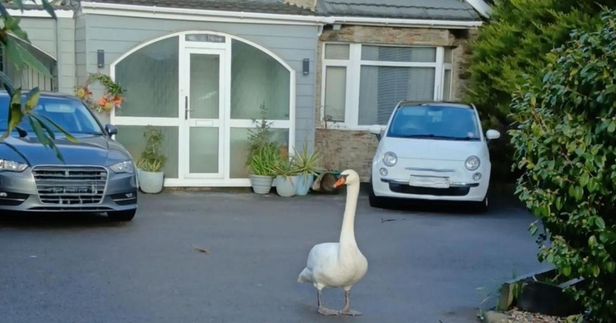 Swan brings traffic to a standstill by making emergency landing on road