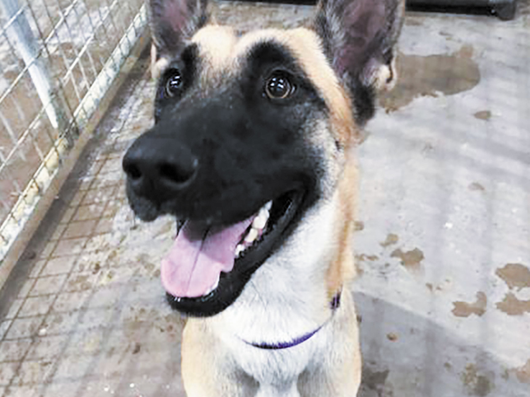 Pet of the week • 10-03-25