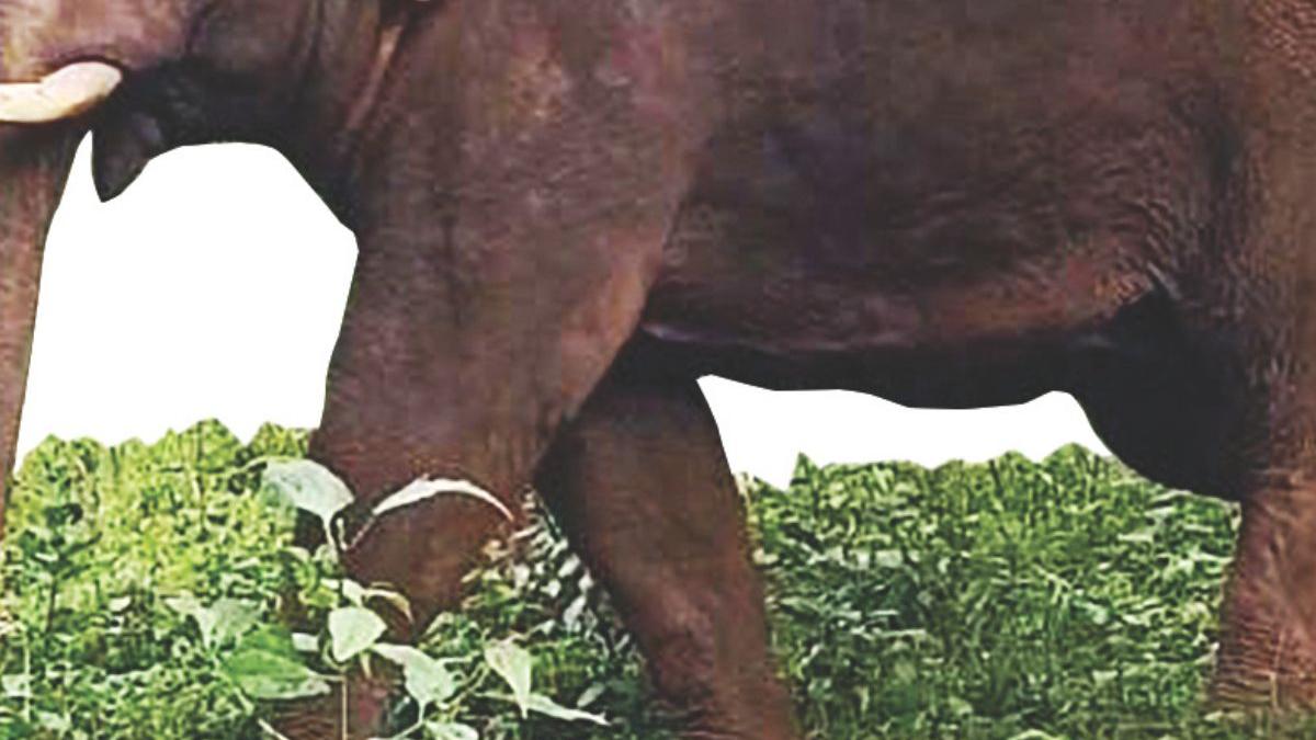 Wild elephant charges at forest officials in Athirappilly; three injured