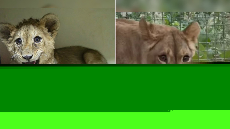 Abandoned lioness recovers at Karakol Zoo
