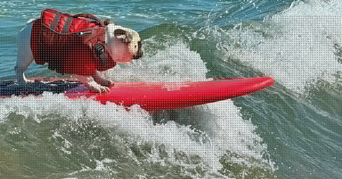 Surf’s pup for top dogs as they ride waves at annual championships