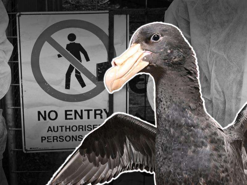 Shocking number of Aussie birds face 'extreme' flu risk