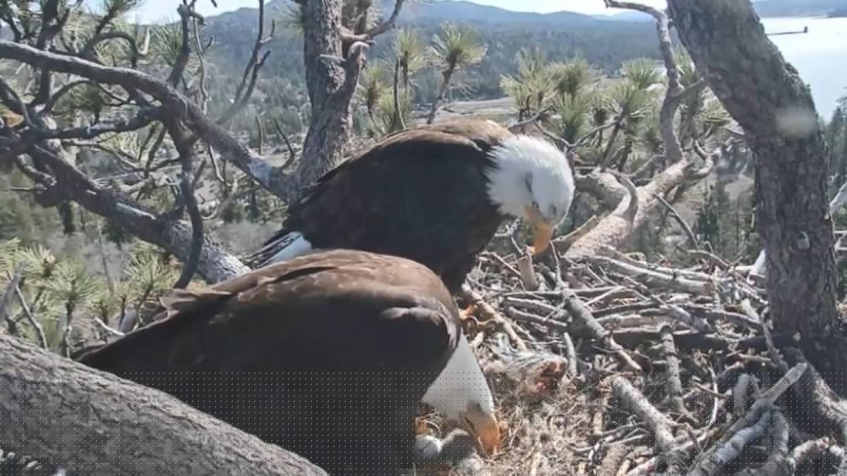 What's next for Big Bear bald eagle Shadow after mate Jackie's death?