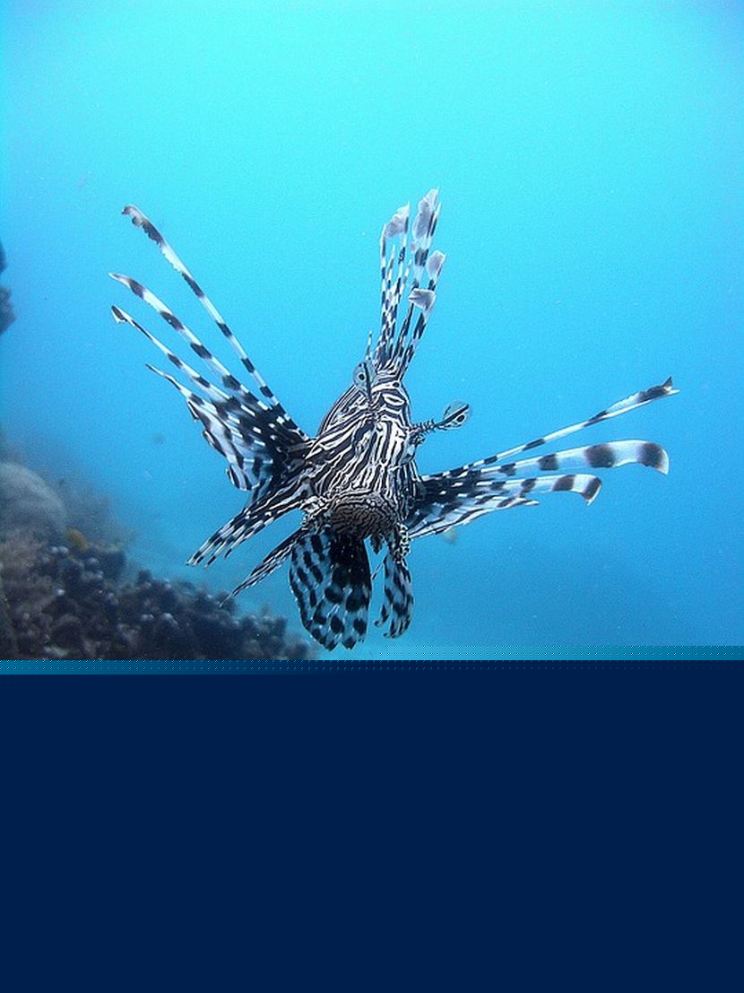 Mladi Novosađanin ulovio RIBU LAVA na crnogorskoj plaži: Opasan predator "hara" u Jadranu