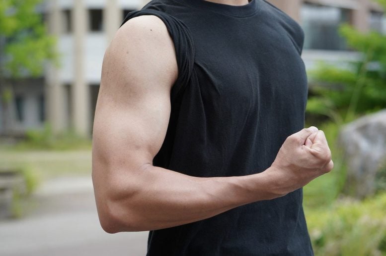 New Compound Could Help Aging Muscles Repair Themselves