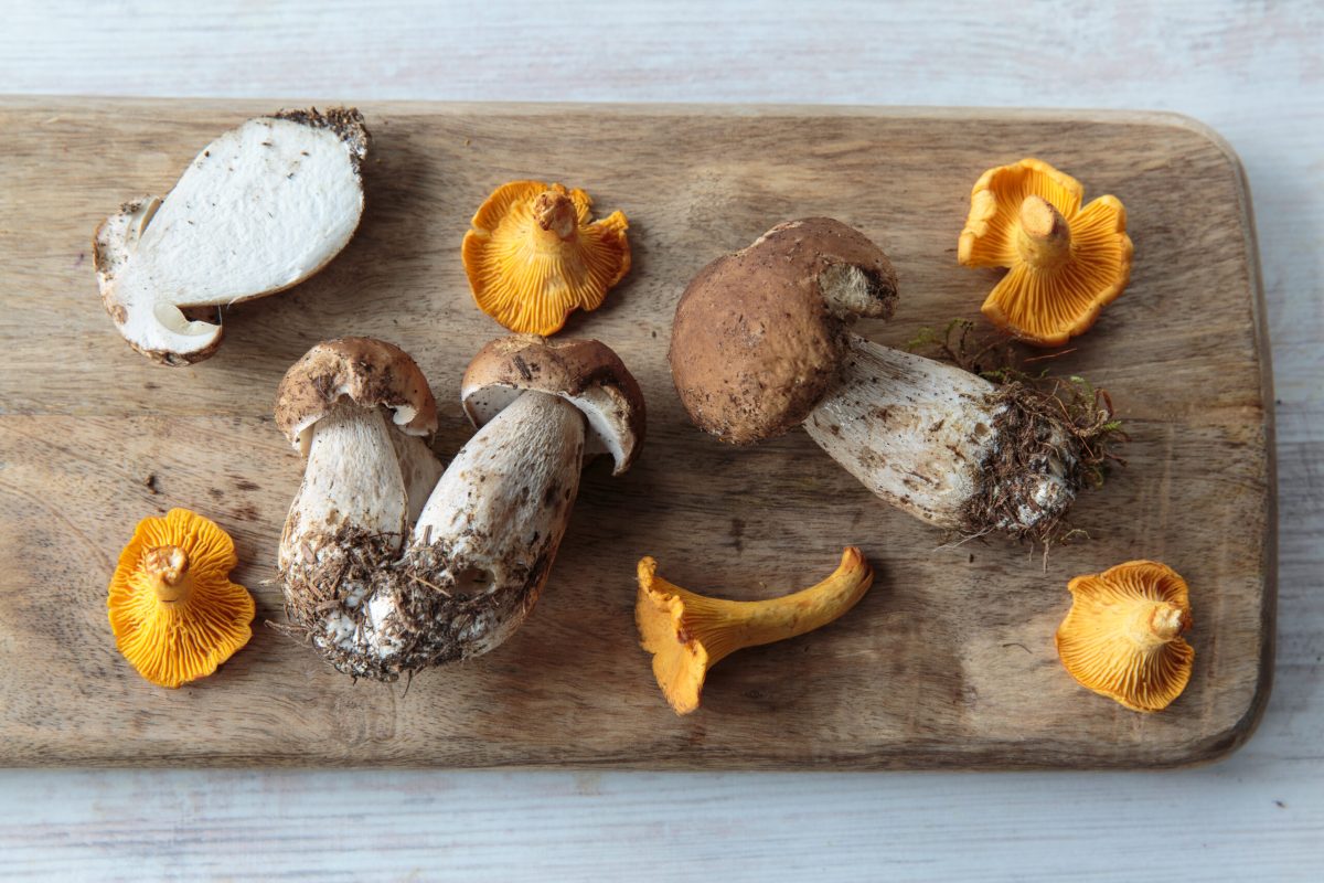 How to Identify These 6 Edible Wild Mushrooms