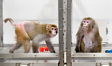 Comment on Caloric restriction extends life in monkeys, study finds by Homepage