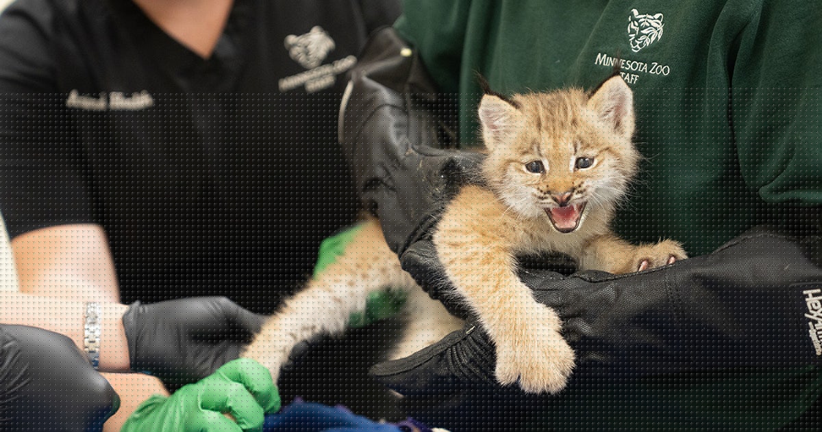 Minnesota Zoo babies: 3 Canada Lynx kittens, 1 porcupette born at the zoo