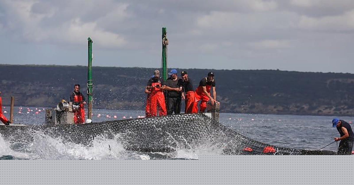 Agricultura abre un cisma por las capturas fortuitas de atún rojo entre pescadores grandes y pequeños